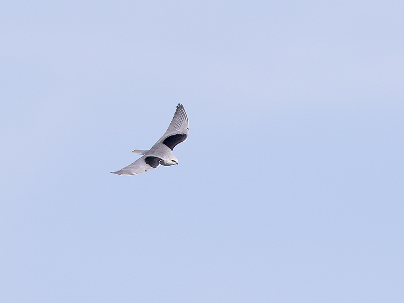 Svartvingad Glada Elanus Caeruleus Black Winged Kite Svartfoton